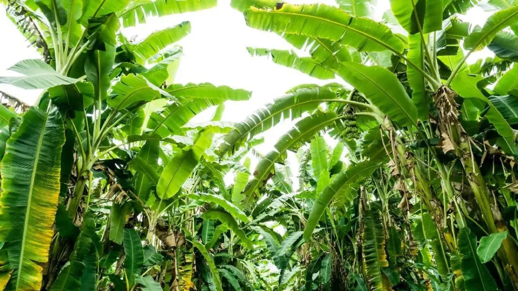 Kasus Pencurian Lima Tandan Pisang Di Cileungsi Sorotan Pada Keadilan Komunitas Dan Mediasi