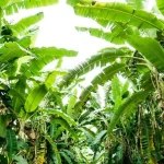 Kasus Pencurian Lima Tandan Pisang Di Cileungsi Sorotan Pada Keadilan Komunitas Dan Mediasi