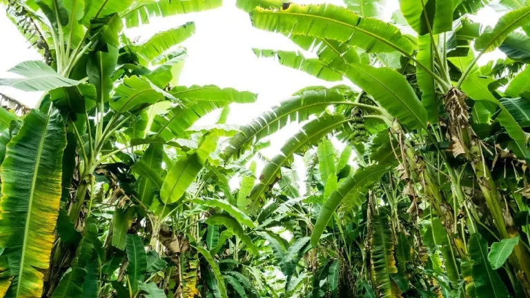 Kasus Pencurian Lima Tandan Pisang Di Cileungsi Sorotan Pada Keadilan Komunitas Dan Mediasi
